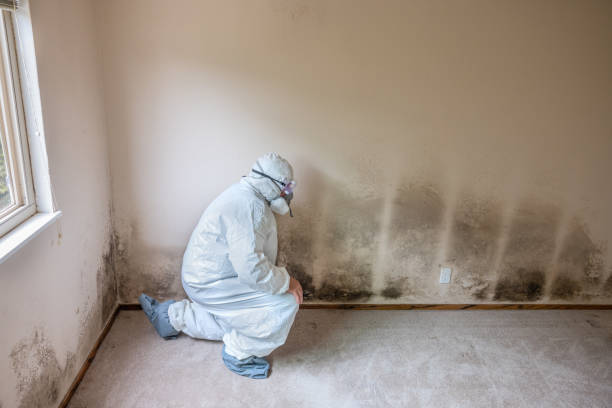 Best HVAC Mold Remediation in Centerville, IA